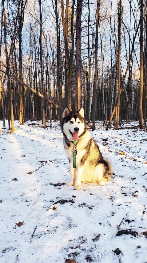 Malamute sitting in the sun with woods behind her during the wintertime